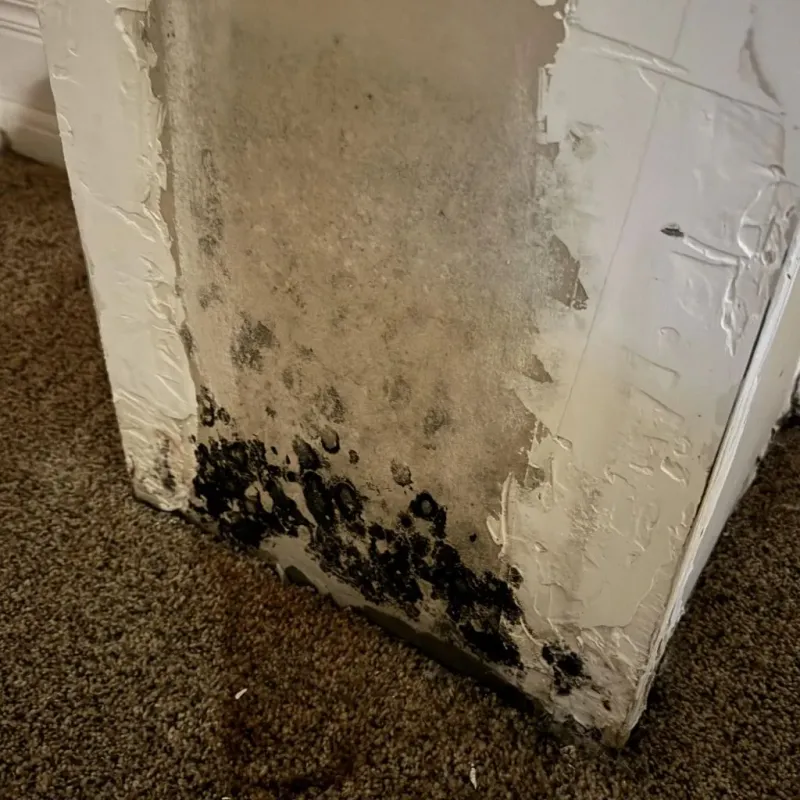 Professional Mold Removal in McGraw, NY